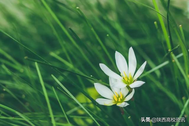 靜待戰(zhàn)＂疫＂勝利,，西醫(yī)的女神們花開百艷的學(xué)校等你們平安歸來