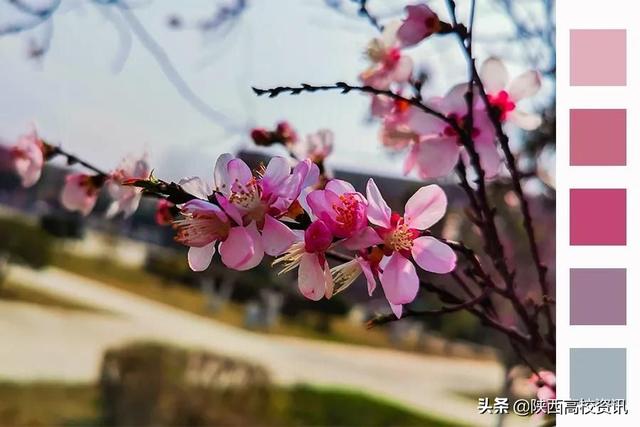 靜待戰(zhàn)＂疫＂勝利,，西醫(yī)的女神們花開百艷的學(xué)校等你們平安歸來