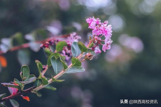 靜待戰(zhàn)＂疫＂勝利,，西醫(yī)的女神們花開百艷的學(xué)校等你們平安歸來