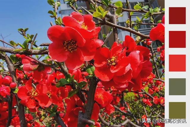 靜待戰(zhàn)＂疫＂勝利,，西醫(yī)的女神們花開百艷的學(xué)校等你們平安歸來