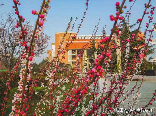 靜待戰(zhàn)＂疫＂勝利，西醫(yī)的女神們花開百艷的學(xué)校等你們平安歸來