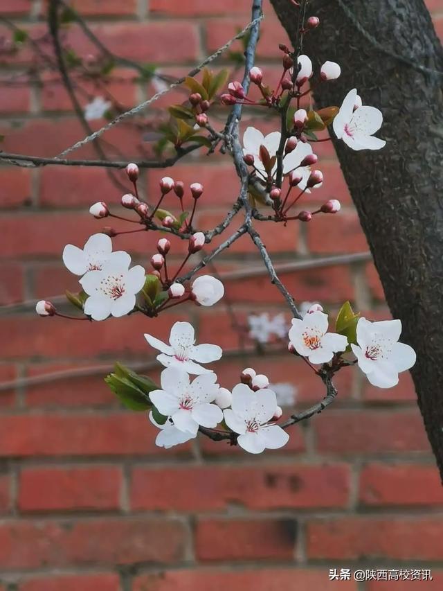 靜待戰(zhàn)＂疫＂勝利,，西醫(yī)的女神們花開百艷的學(xué)校等你們平安歸來