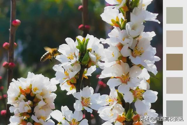 靜待戰(zhàn)＂疫＂勝利,，西醫(yī)的女神們花開百艷的學(xué)校等你們平安歸來