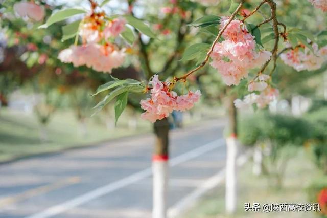 靜待戰(zhàn)＂疫＂勝利,，西醫(yī)的女神們花開百艷的學(xué)校等你們平安歸來