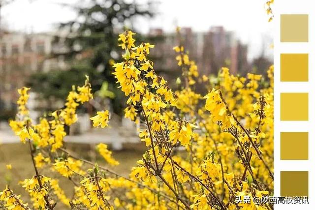 靜待戰(zhàn)＂疫＂勝利,，西醫(yī)的女神們花開百艷的學(xué)校等你們平安歸來