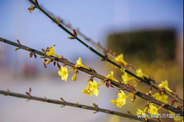 靜待戰(zhàn)＂疫＂勝利，西醫(yī)的女神們花開百艷的學(xué)校等你們平安歸來