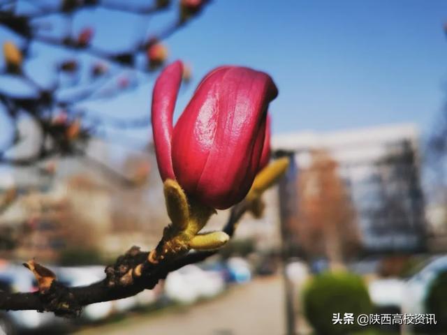 靜待戰(zhàn)＂疫＂勝利,，西醫(yī)的女神們花開百艷的學(xué)校等你們平安歸來