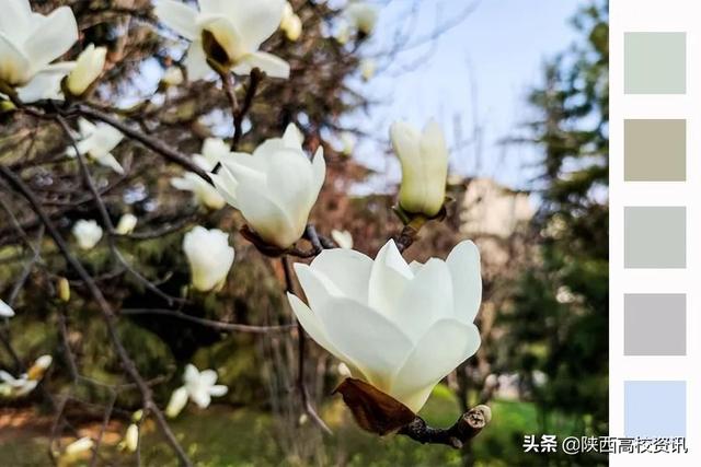靜待戰(zhàn)＂疫＂勝利，西醫(yī)的女神們花開百艷的學(xué)校等你們平安歸來
